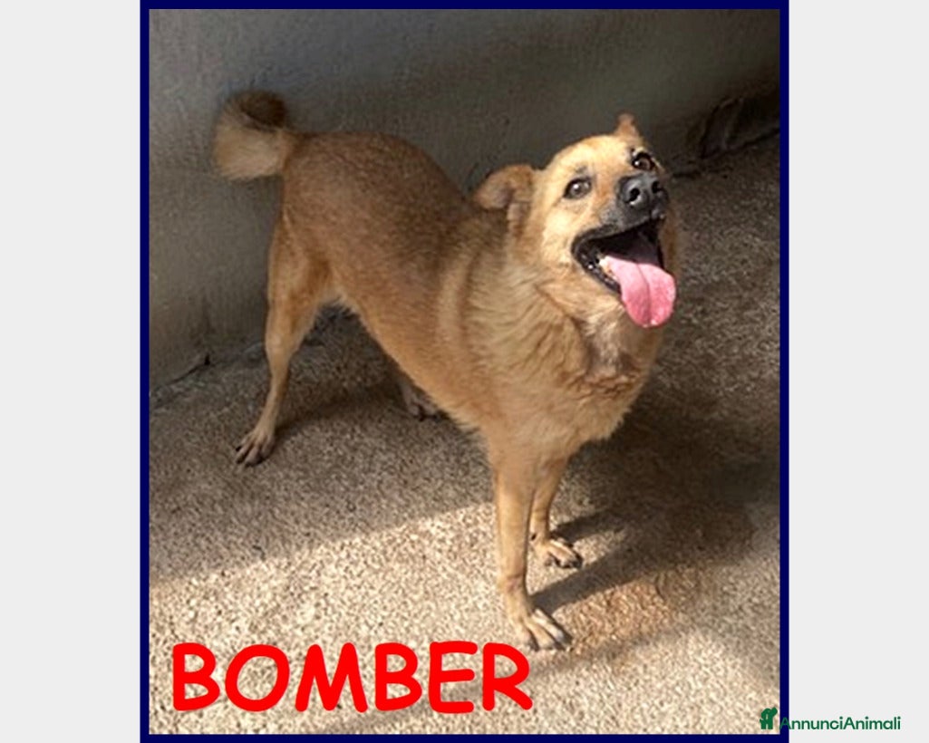 Meticcio cani BOMBER VIVACE CAGNOLINO 6 ANNI, DA TROPPO IN GABBI a Roma - Annuncio 1