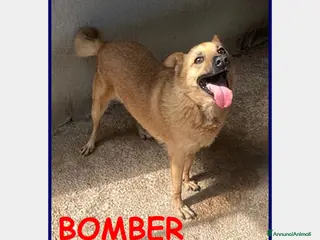 Meticcio cani BOMBER VIVACE CAGNOLINO 6 ANNI, DA TROPPO IN GABBI a Roma - Annuncio 15