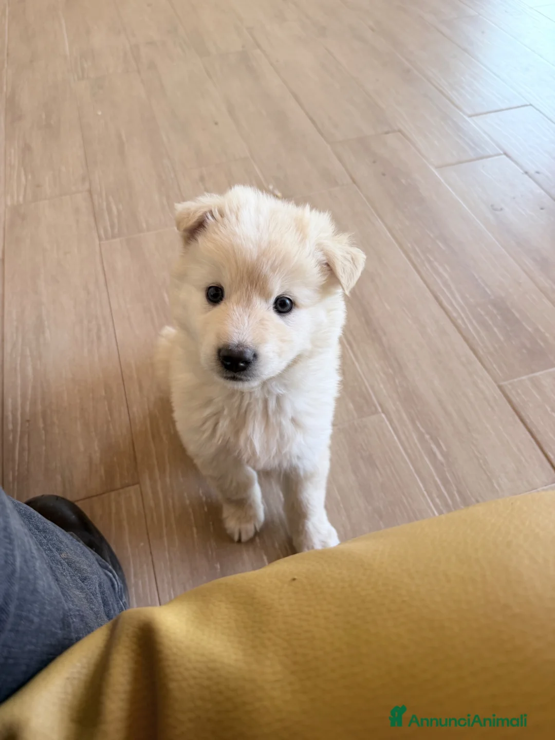 Meticcio cani in regalo: Dimitry - Annuncio 6