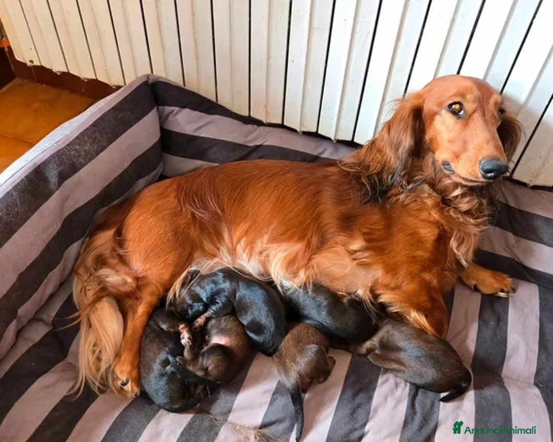 Bassotto cani in vendita: bassotto standard a pelo lungo a Provincia di Pavia - Annuncio 1