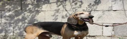 Segugio cani in regalo: Pippo dolcissimo segugio in adozione  - Annuncio 5