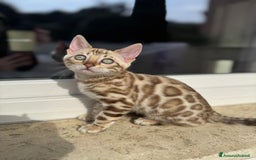 Bengala gatti in vendita: Cuccioli Bengala alta genealogia  a Provincia di Varese - Immagine 5