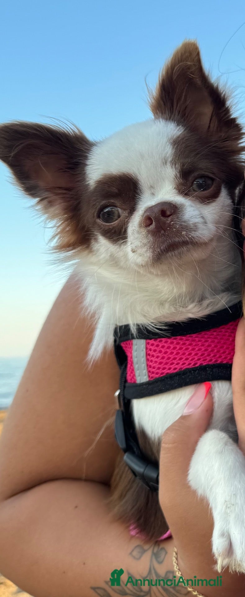 Chihuahua cani Vendo 4 cuccioli  - Annuncio 15