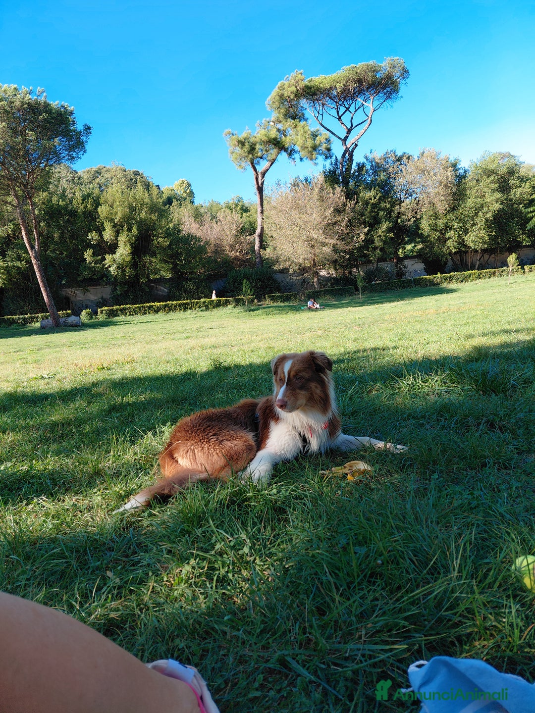 Australian Shepherd cani per accoppiamento: Pastore australiano  - Annuncio 29