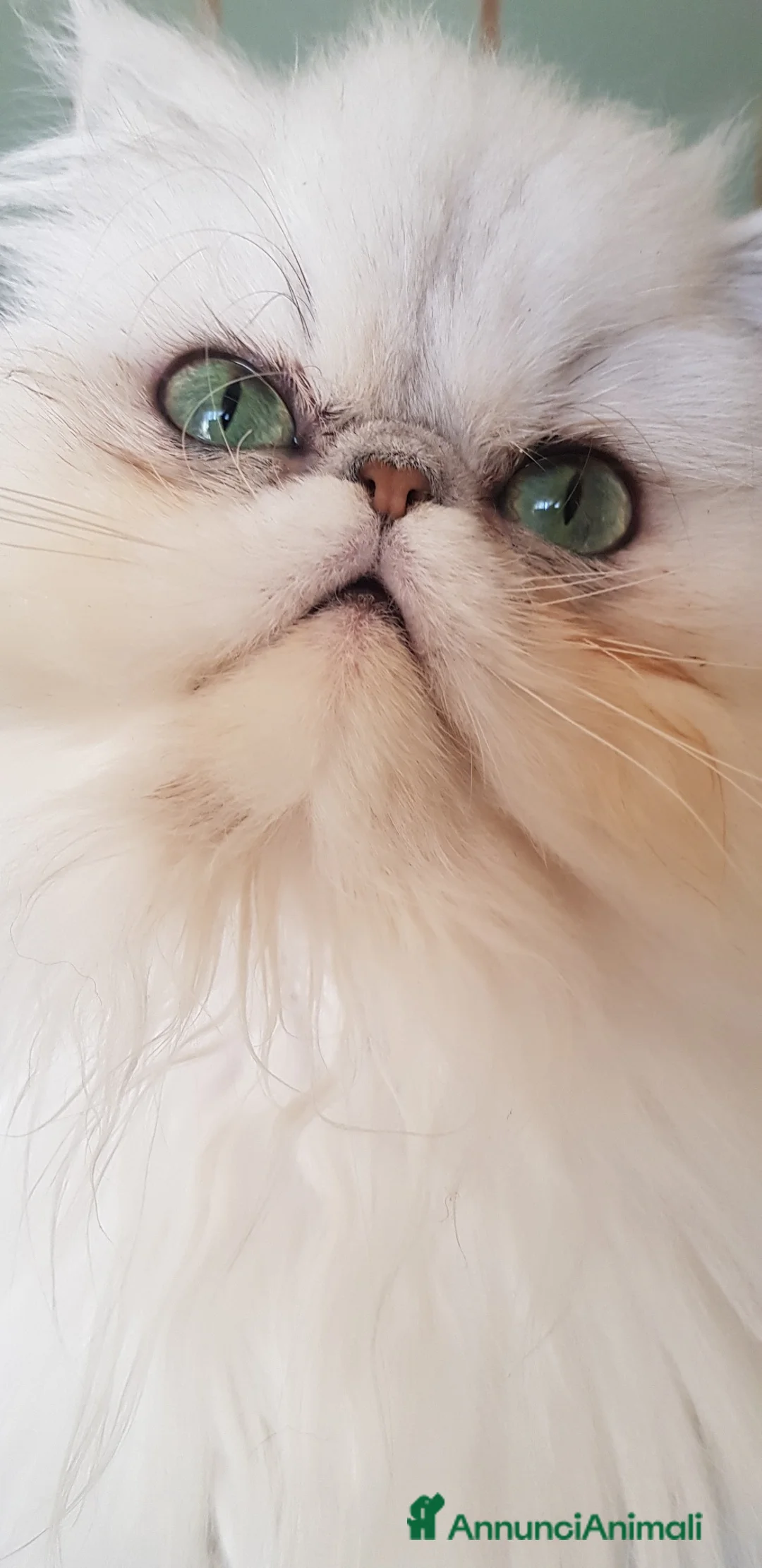 Persiano gatti in vendita: Persiana chinchilla adulta - Annuncio 4