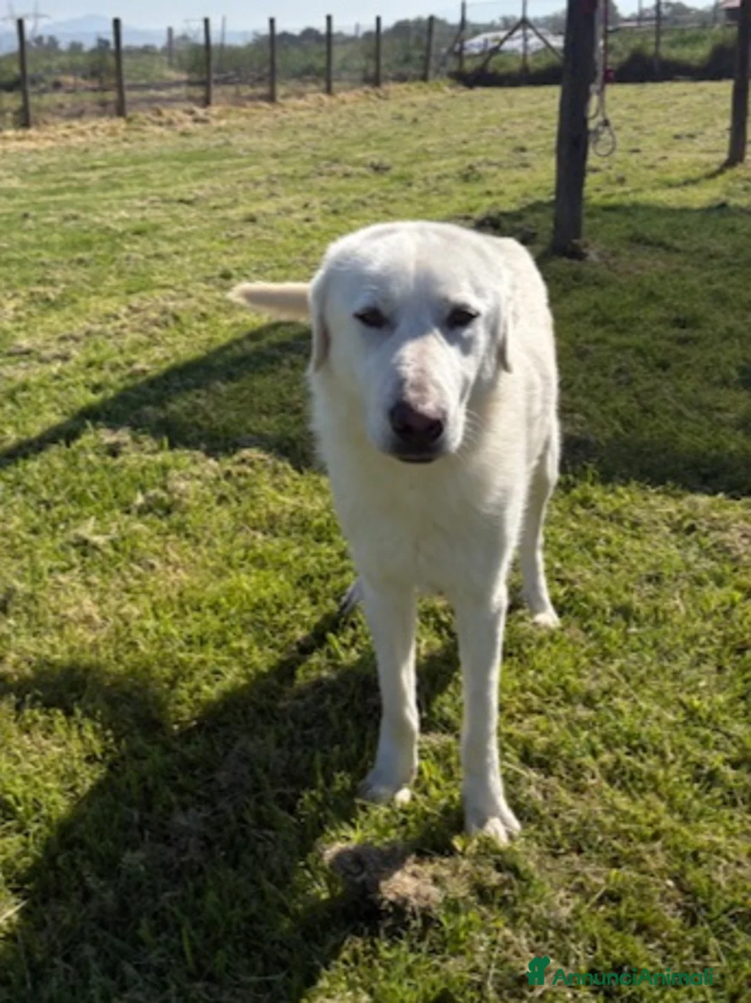 Pastore Maremmano cani in regalo: 🐾 IL GIGANTE BUONO: INCONTRA MURDOK 🐾 - Annuncio 2