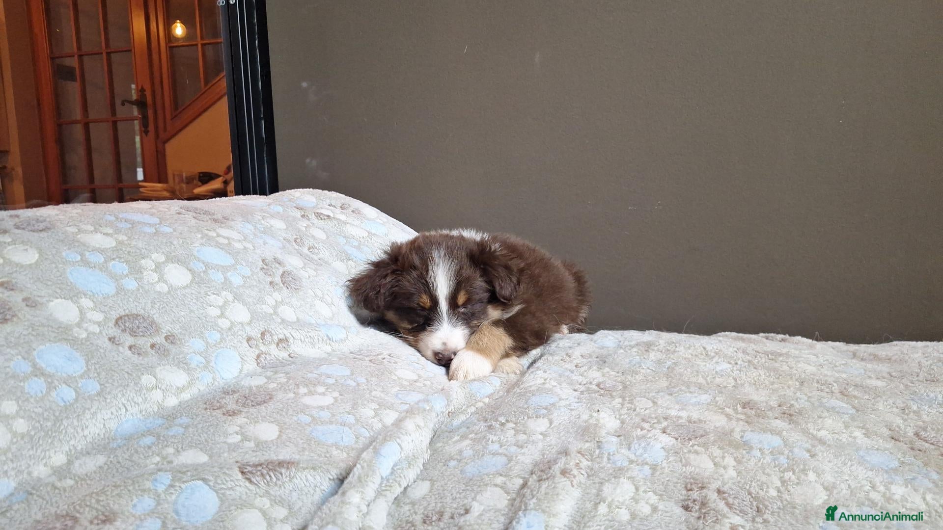 Australian Shepherd cani cuccioli pastore australiano  - Annuncio 2