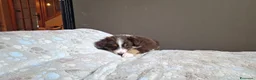 Australian Shepherd cani in vendita: cuccioli pastore australiano  - Annuncio 2