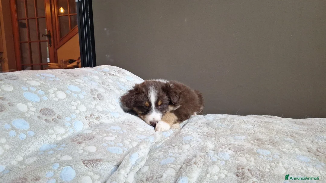 Australian Shepherd cani in vendita: cuccioli pastore australiano  - Annuncio 2