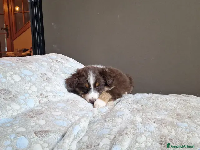Australian Shepherd cani cuccioli pastore australiano - Annuncio 2