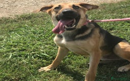 Pastore Tedesco cani in regalo: SEGGHIO derivato pastore tedesco - in adozione a Provincia di Latina - Immagine 4