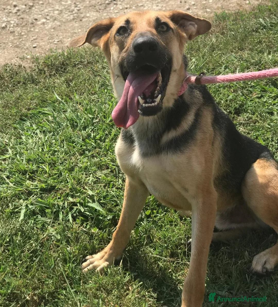 Pastore Tedesco cani in regalo: SEGGHIO derivato pastore tedesco - in adozione a Provincia di Latina - Annuncio 4