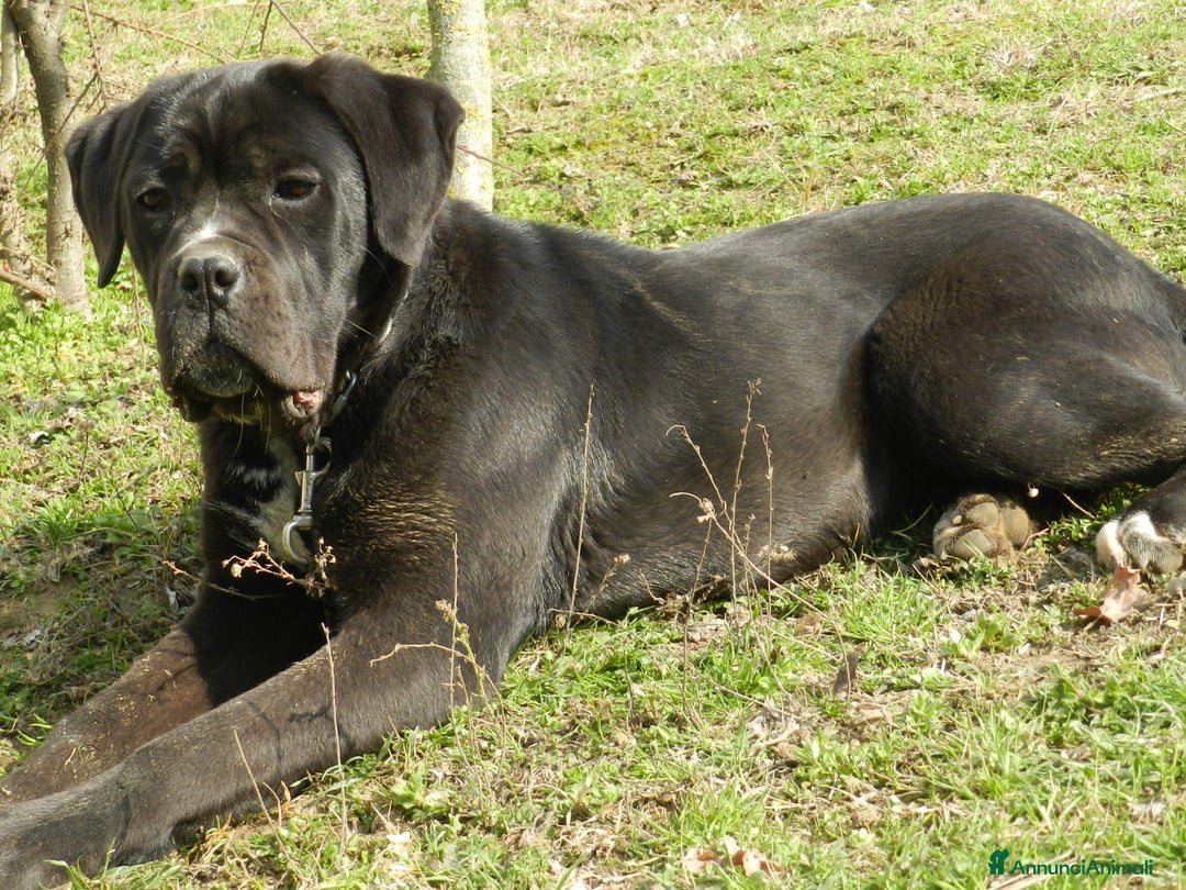Cane Corso cani in vendita: spettacolari cuccioli di cane Corso  - Annuncio 9