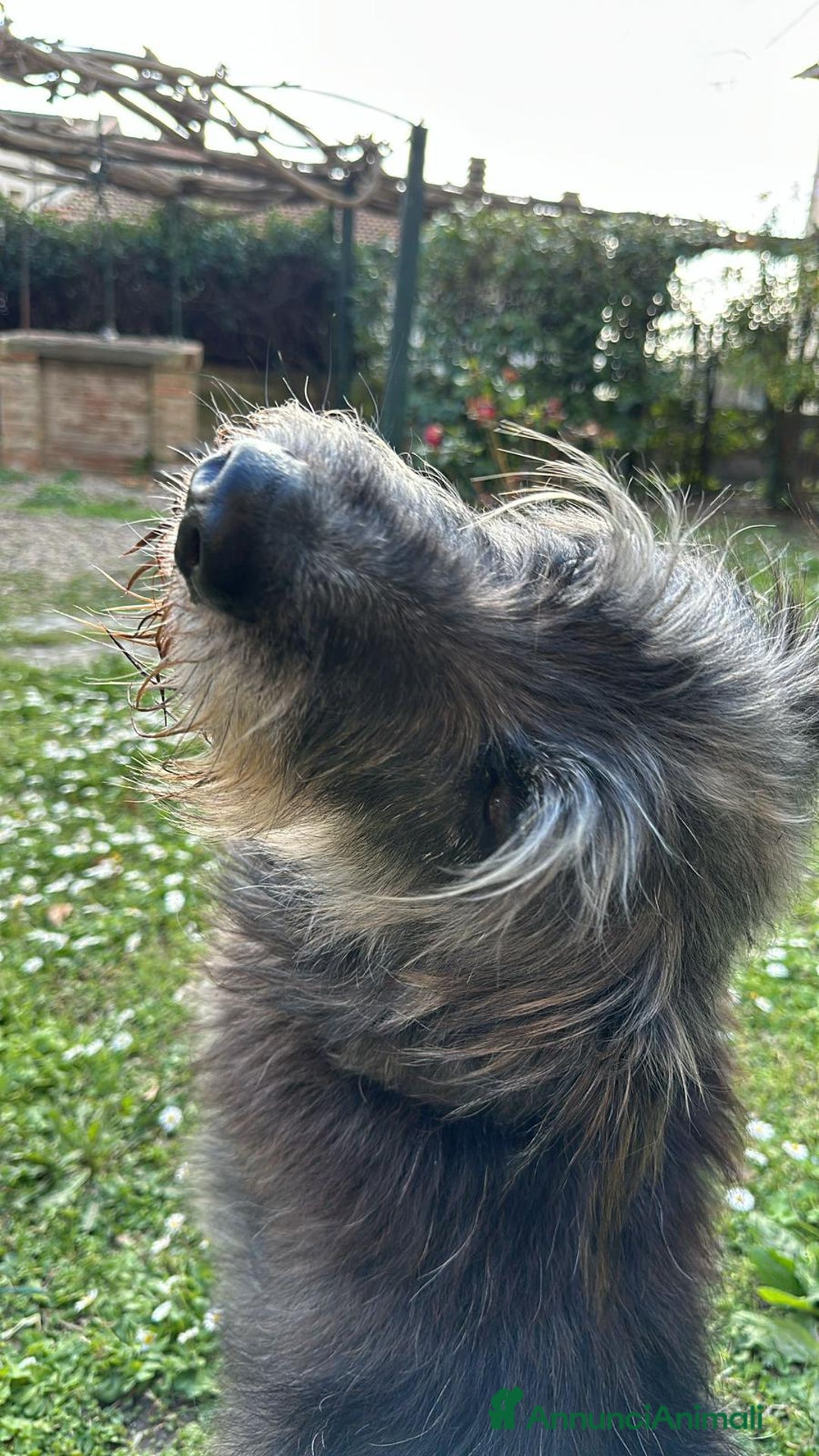Meticcio cani in regalo: Benji un gigante affettuosissimo a Città Metropolitana di Milano - Annuncio 4