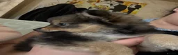 Spitz cani in vendita: Spitz Tedesco - Annuncio 6