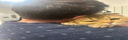 Scottish gatti per accoppiamento: Tito cerca fidanzata  a Città Metropolitana di Genova - Annuncio 2