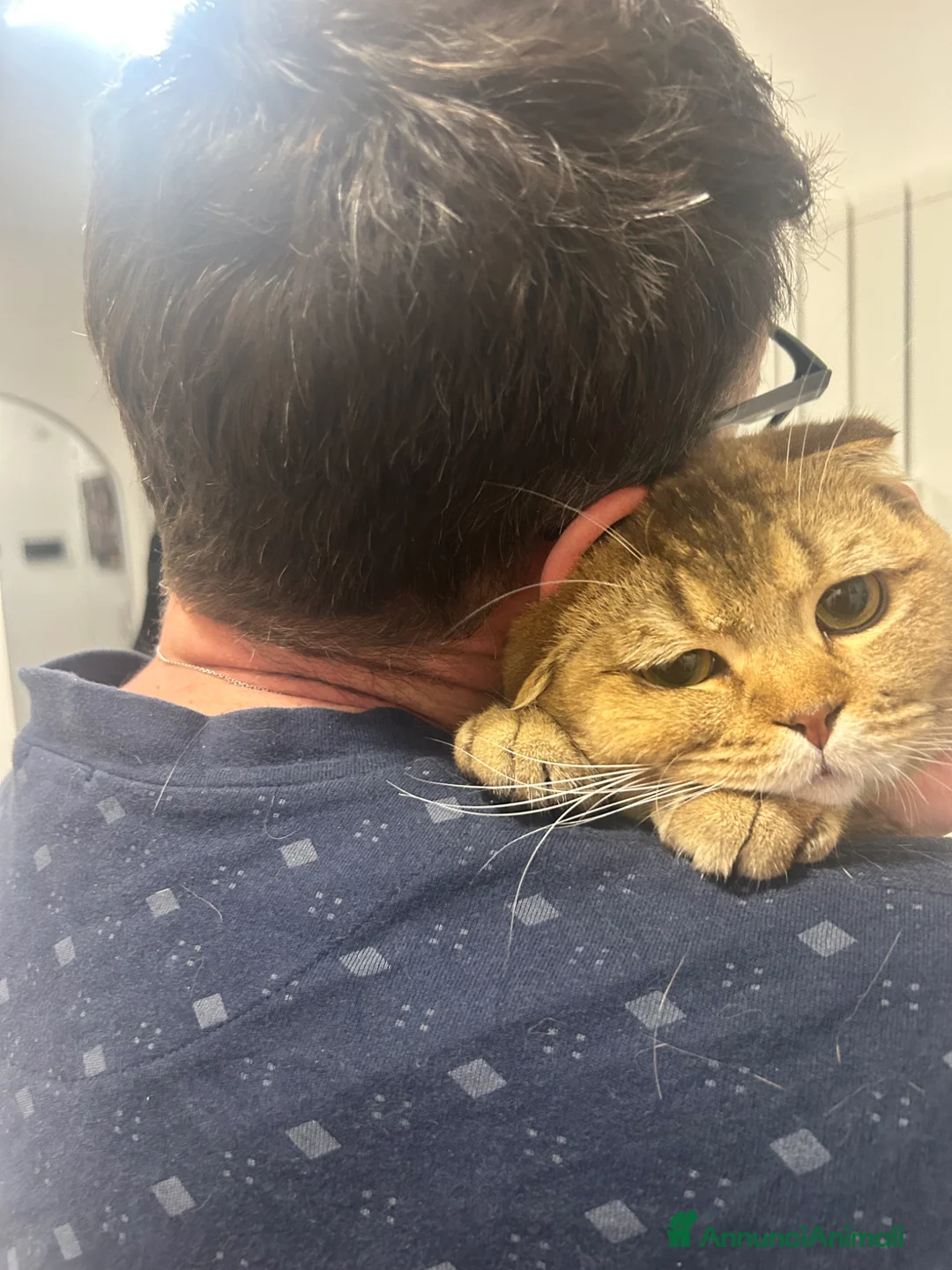 Scottish gatti per accoppiamento: Tito cerca fidanzata  a Città Metropolitana di Genova - Annuncio 2