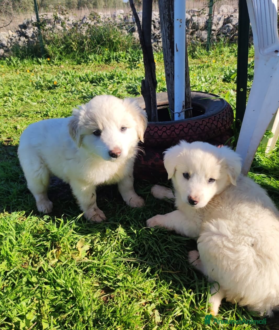 Meticcio cani Lilla & Viola - Annuncio 1