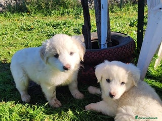 Meticcio cani Lilla & Viola - Annuncio 1