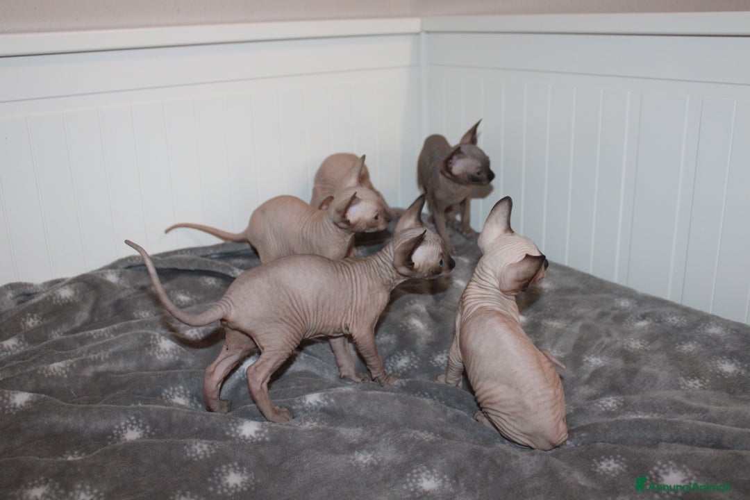 Sphynx gatti in vendita: Vendo cuccioli di sphynx a Provincia di Massa e Carrara - Immagine 12