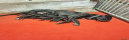Cane Corso cani in vendita: Cuccioli di cane corso  - Annuncio 4
