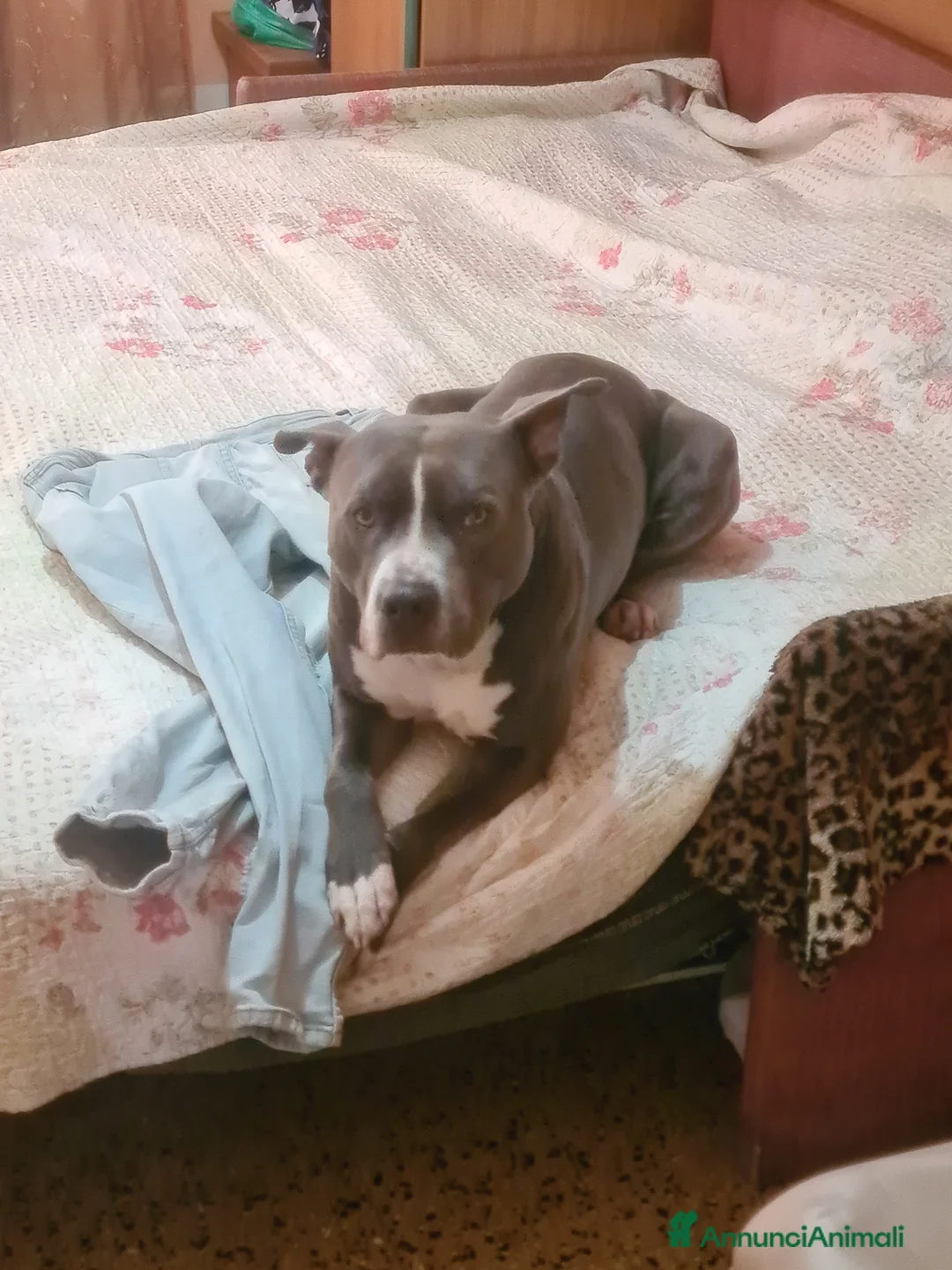 Pitbull cani per accoppiamento: Tyson - Annuncio 6