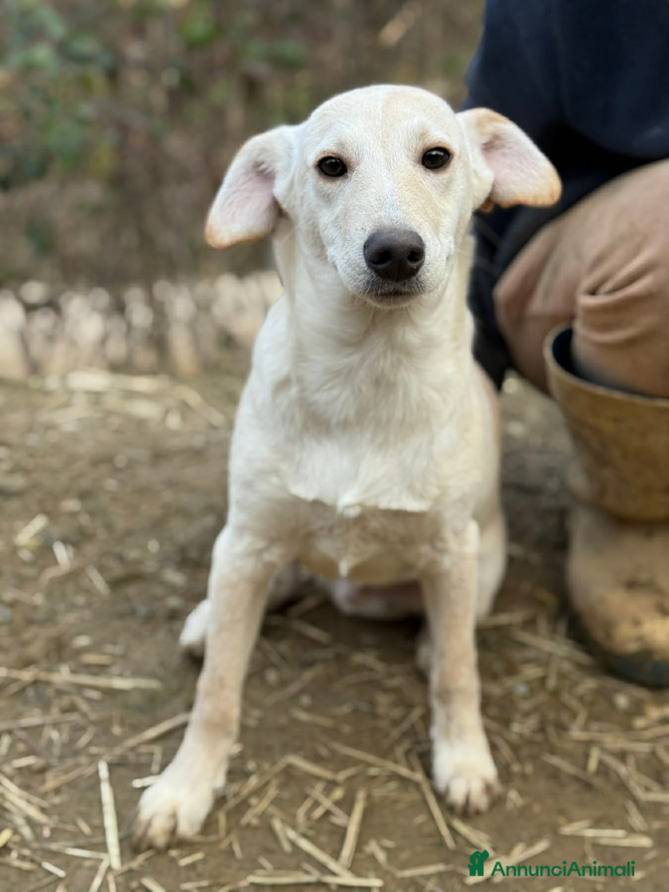 Meticcio cani NERO, cucciolo dimenticato. Tg MEDIO PICCOLA - Annuncio 7
