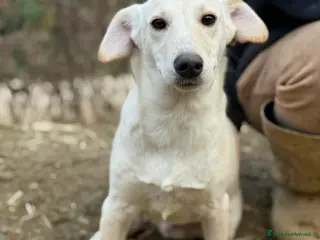 Meticcio cani NERO, cucciolo dimenticato. Tg MEDIO PICCOLA - Annuncio 28