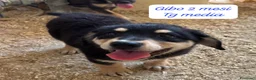 Meticcio cani in regalo: Meticci dimenticati da tutti  a Provincia di Pavia - Annuncio 9