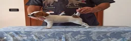 Jack Russell cani in vendita: Cucciolata jack Russell terrier con pedigree  - Annuncio 11