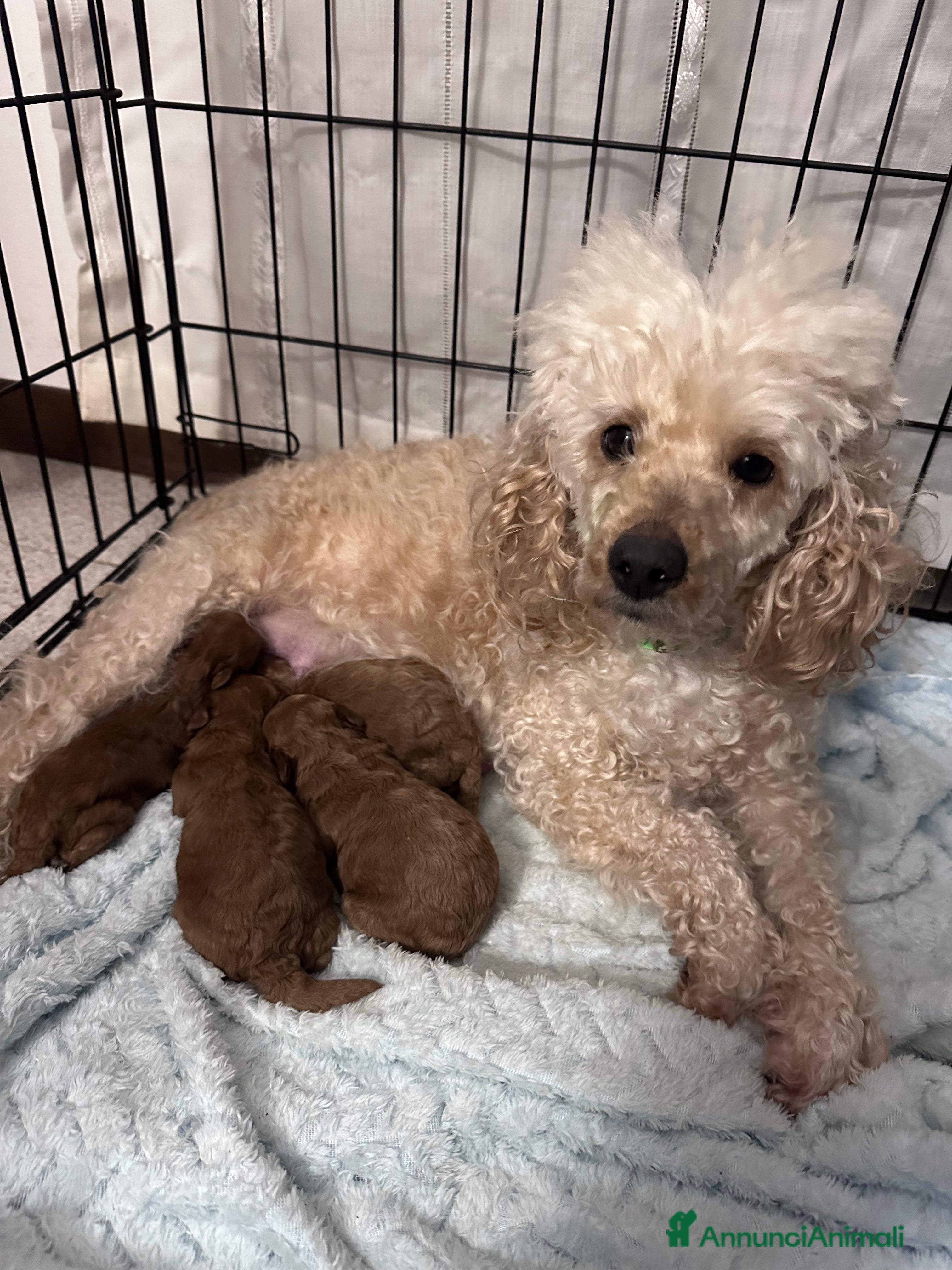 Barbone cani Barboncini cuccioli  - Annuncio 31
