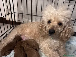 Barbone cani Barboncini cuccioli - Annuncio 31