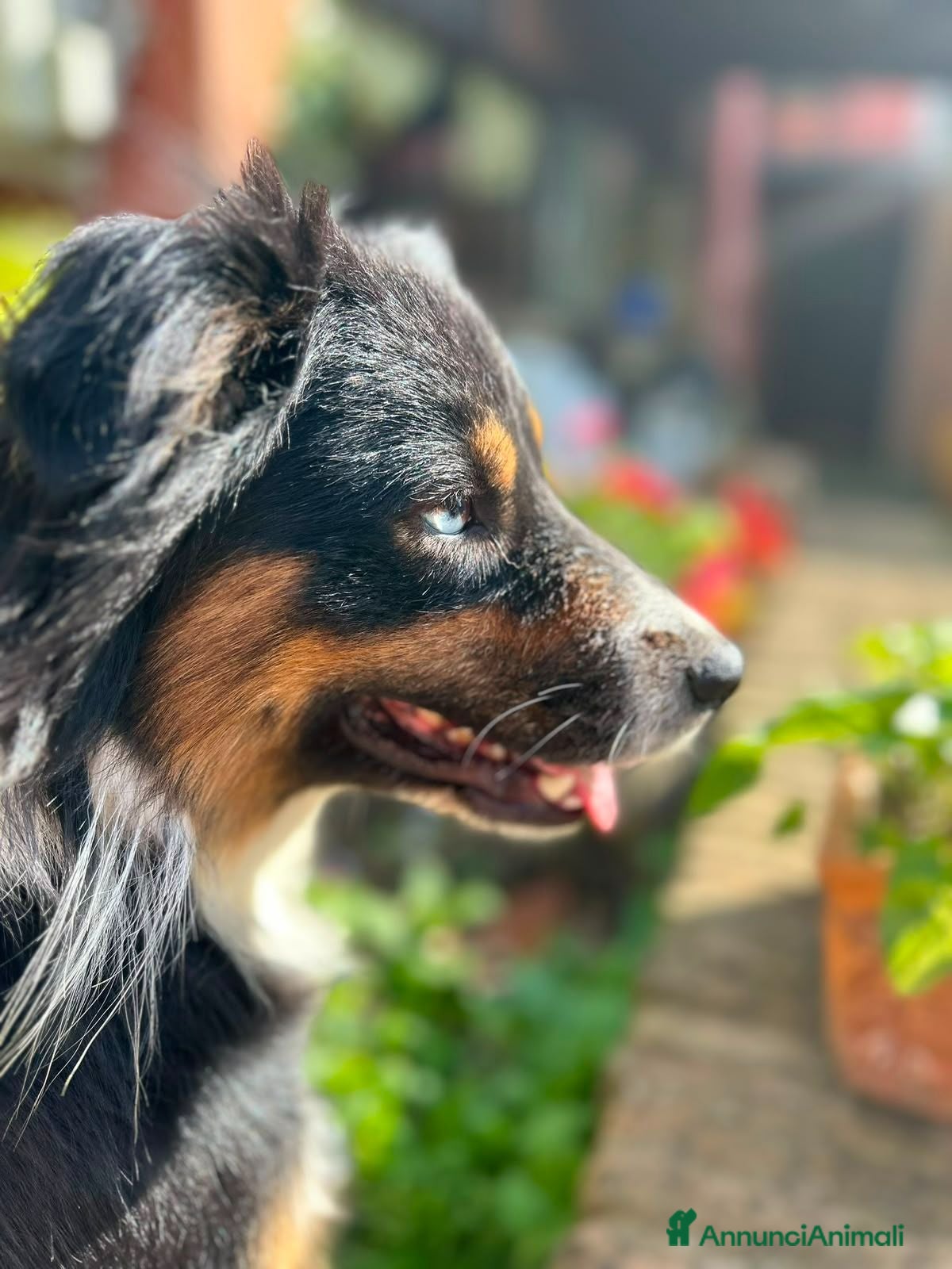 Australian Shepherd cani Cuccioli Pastore australiano - Annuncio 14
