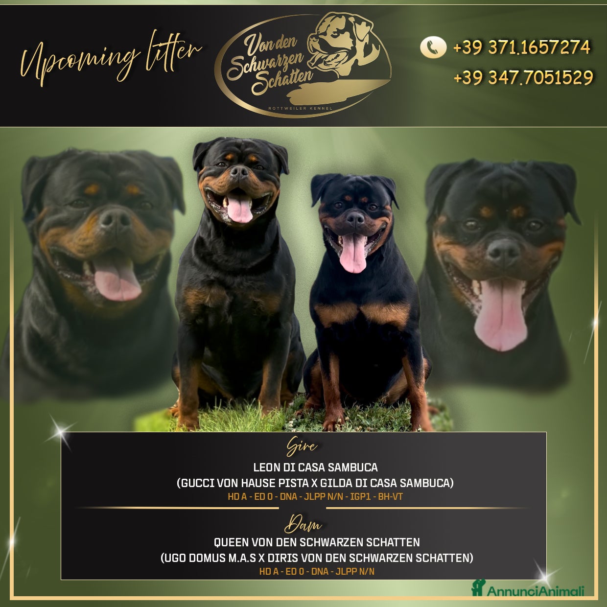 Rottweiler cani Cucccioli di rottweiler  - Annuncio 3