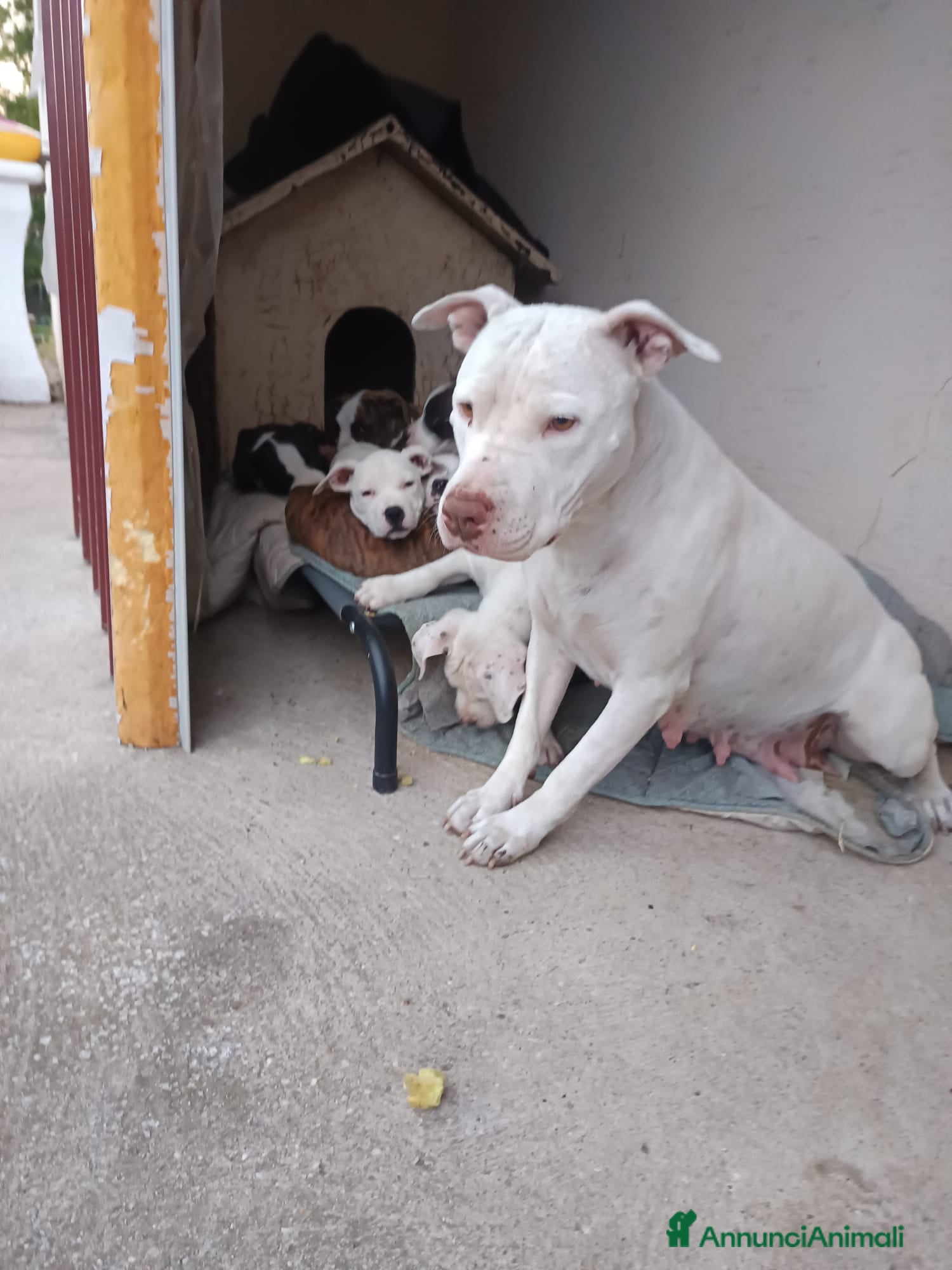 Pitbull cani Cuccioli di American Pitbull - Annuncio 1