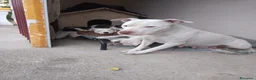 Pitbull cani in vendita: Cuccioli di American Pitbull a Provincia di Vicenza - Annuncio 1