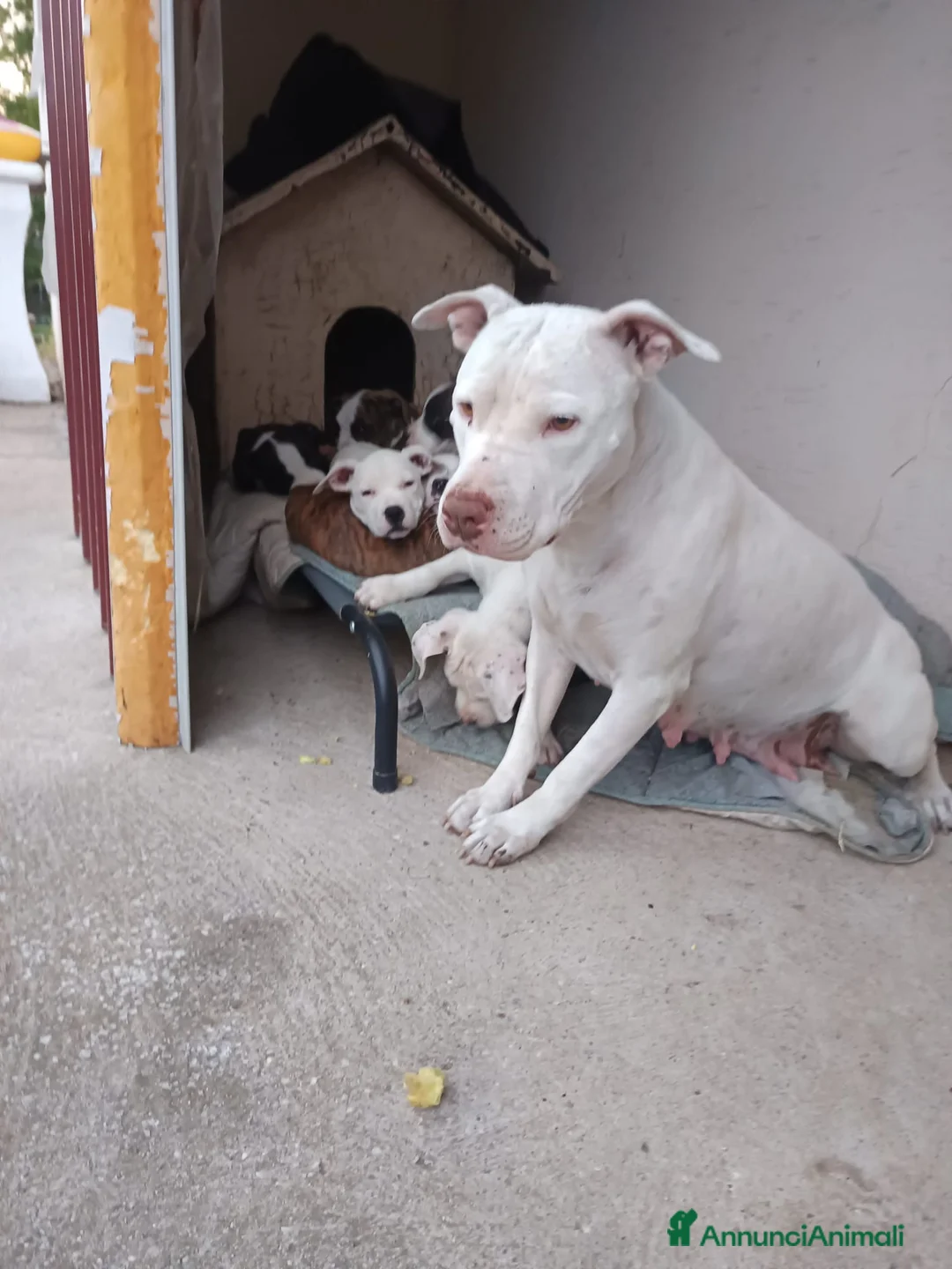 Pitbull cani in vendita: Cuccioli di American Pitbull a Provincia di Vicenza - Annuncio 1