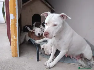 Pitbull cani Cuccioli di American Pitbull - Annuncio 1