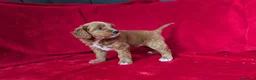 Cavapoo cani in vendita: Splendidi cuccioli di Cavapoo F1B a Città metropolitana di Milano - Annuncio 23