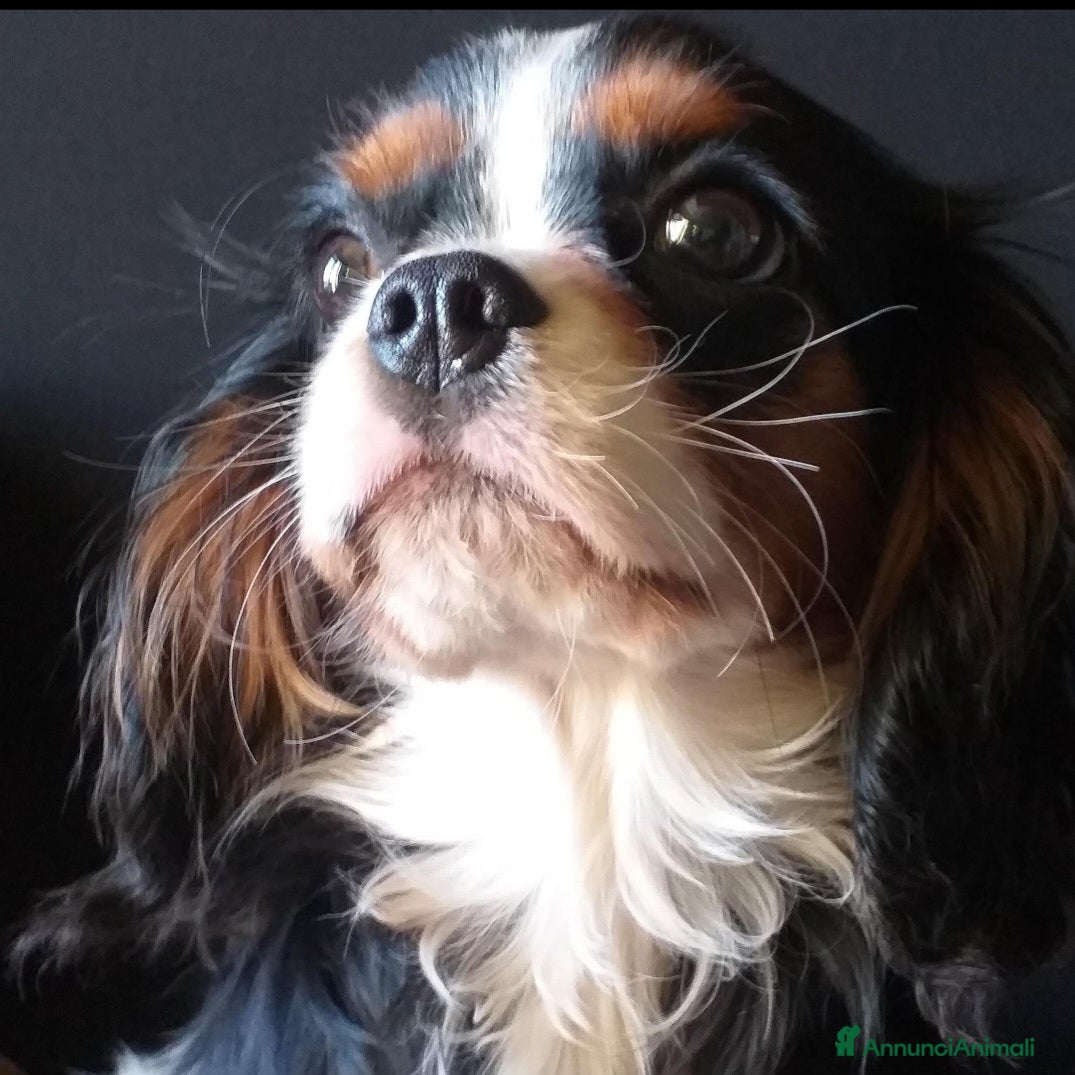 Cavalier King cani CAVALIER KING C. S. DISPONIBILE PER MONTA  - Annuncio 2