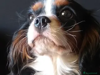 Cavalier King cani CAVALIER KING C. S. DISPONIBILE PER MONTA - Annuncio 2