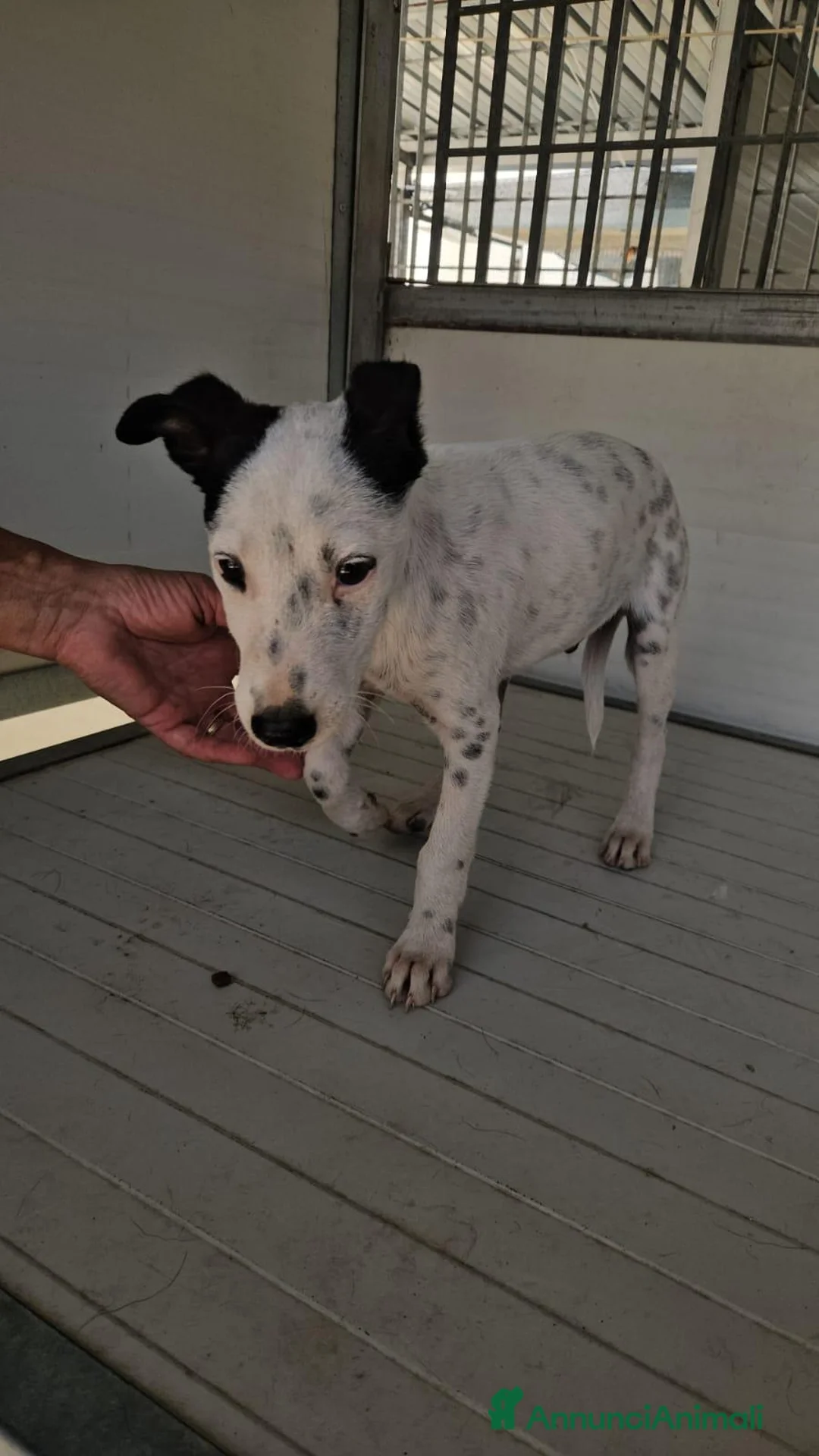 Meticcio cani in regalo: Confetto: 3 mesi taglia contenuta  - Annuncio 1