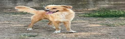 Meticcio cani in regalo: Mirko dolcissimo cagnolino a pelo lungo  a Città metropolitana di Milano - Annuncio 2