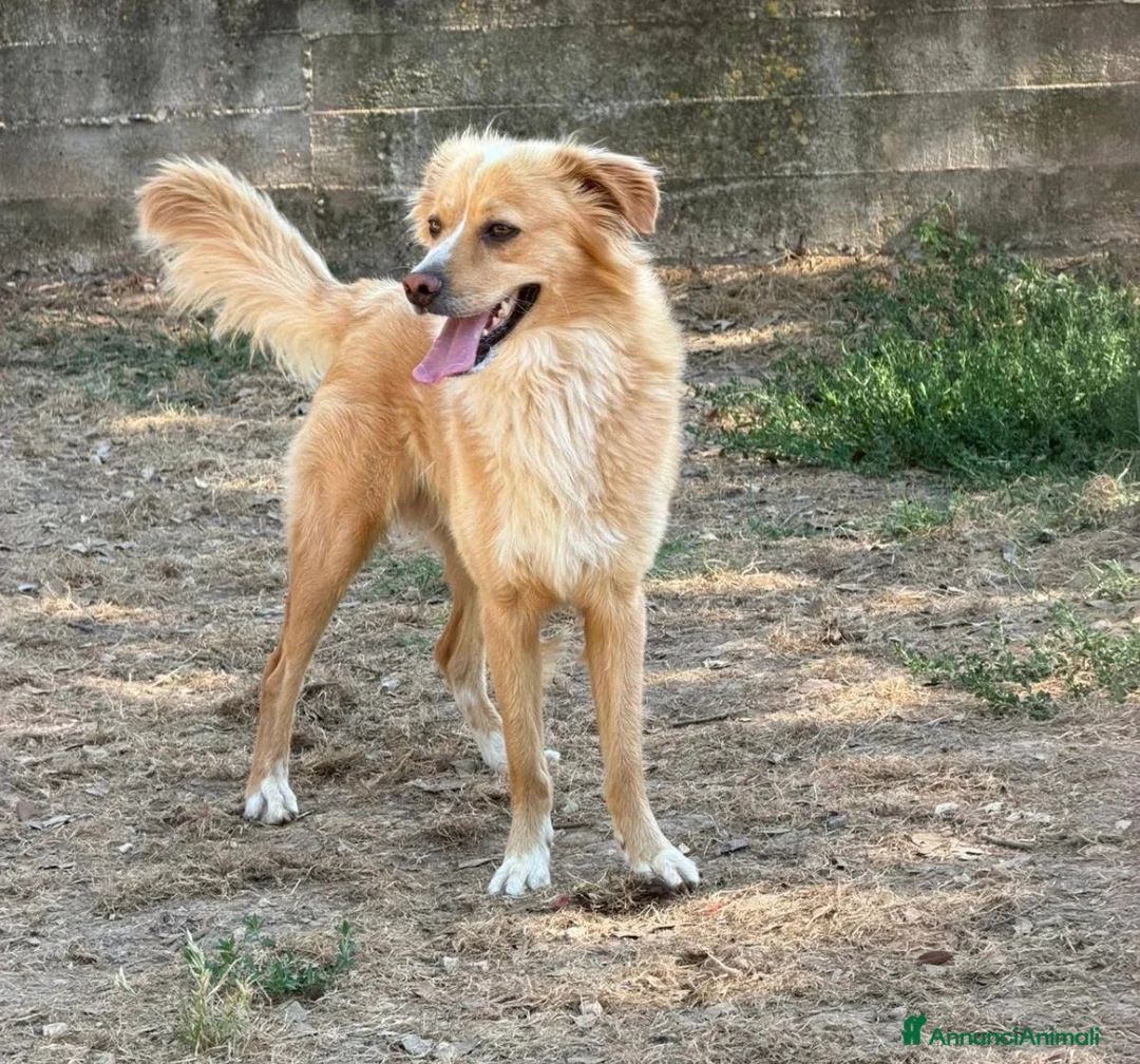 Meticcio cani in regalo: Mirko dolcissimo cagnolino a pelo lungo  a Città metropolitana di Milano - Annuncio 2