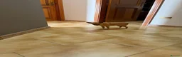 Chihuahua cani in regalo: Maya, Chihuahua in Canile a Rovigo - Annuncio 8