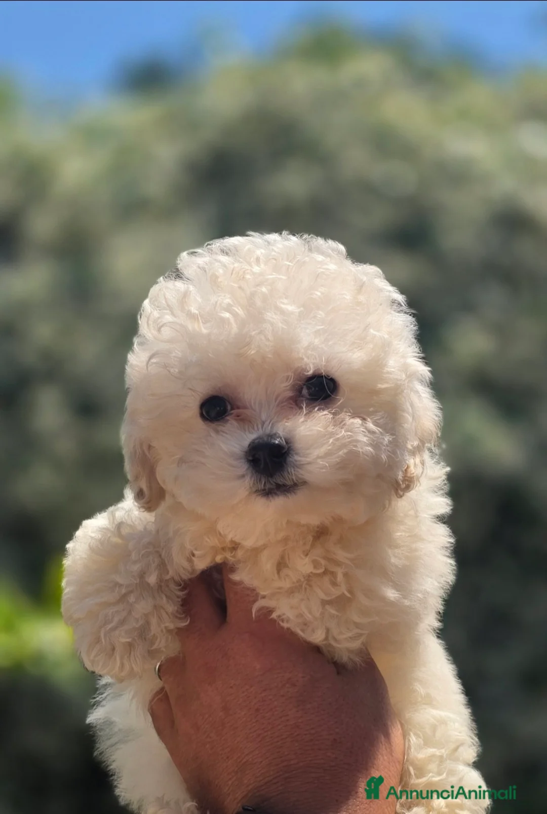 Maltipoo cani in vendita: Maltipoo  - Annuncio 1
