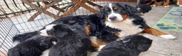 Bovaro del Bernese cani in vendita: Cuccioli bovaro del bernese liguria - Annuncio 5