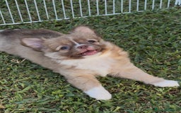 Chihuahua cani in vendita: Cuccioli chihuahua  a Città metropolitana di Milano - Immagine 8