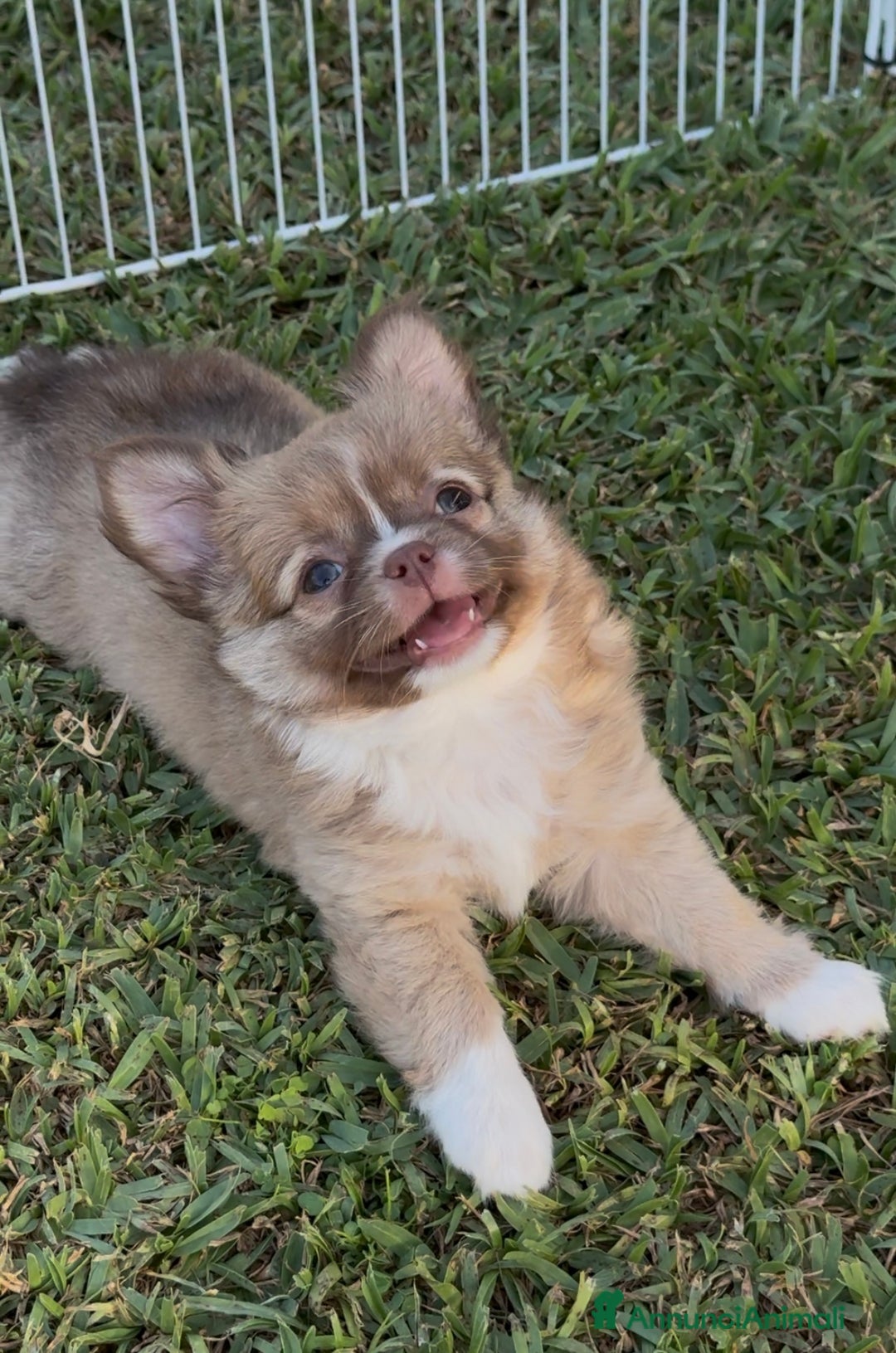 Chihuahua cani in vendita: Cuccioli chihuahua  a Città metropolitana di Milano - Immagine 8