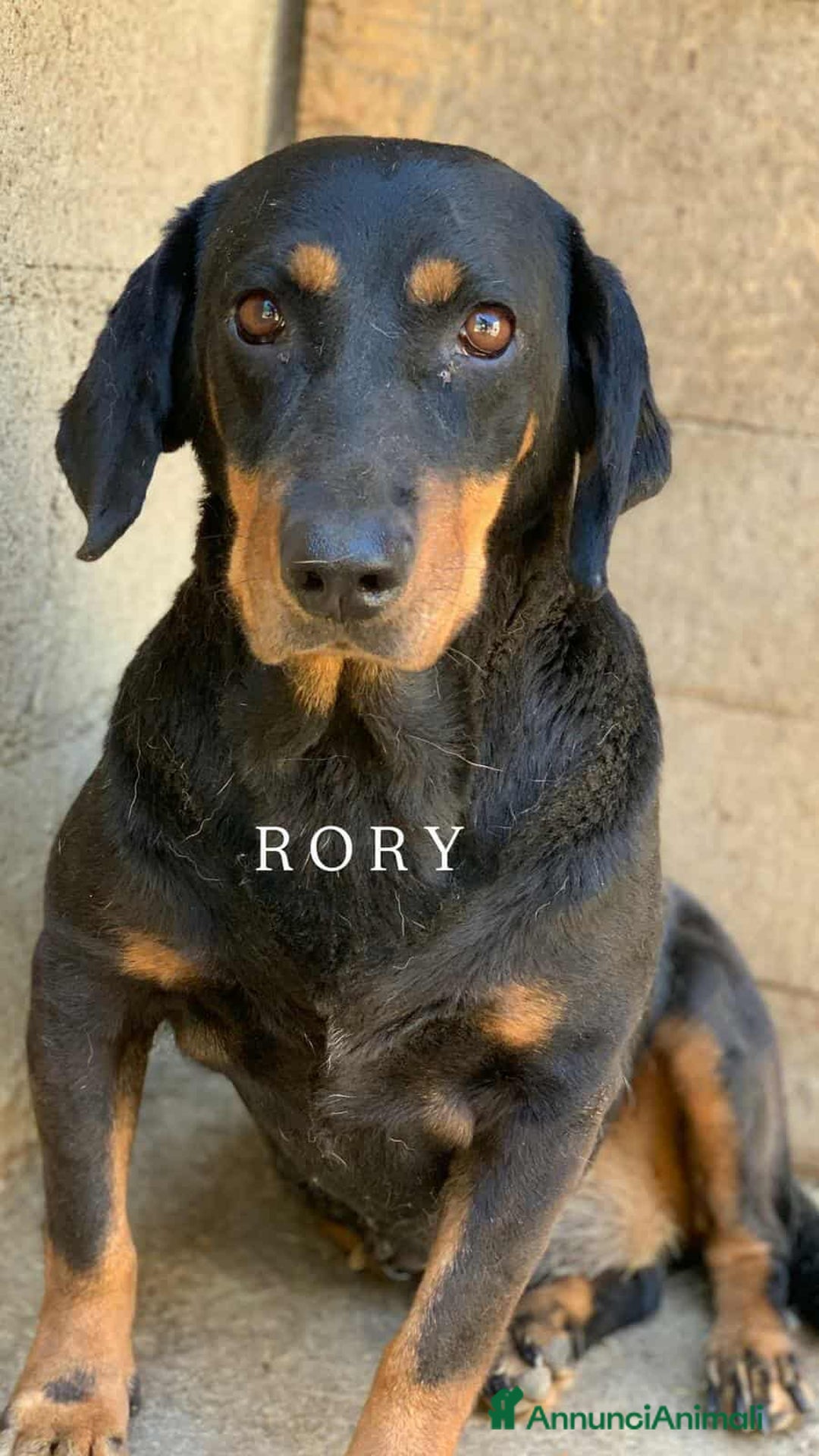 Segugio cani in regalo: RORY, segugiotta TENERISSIMA in rifugio! - Annuncio 2